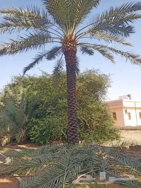 نخل للبيع مكه المكرمه جده 4