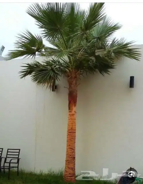 نخل واشنطن للبيع 4