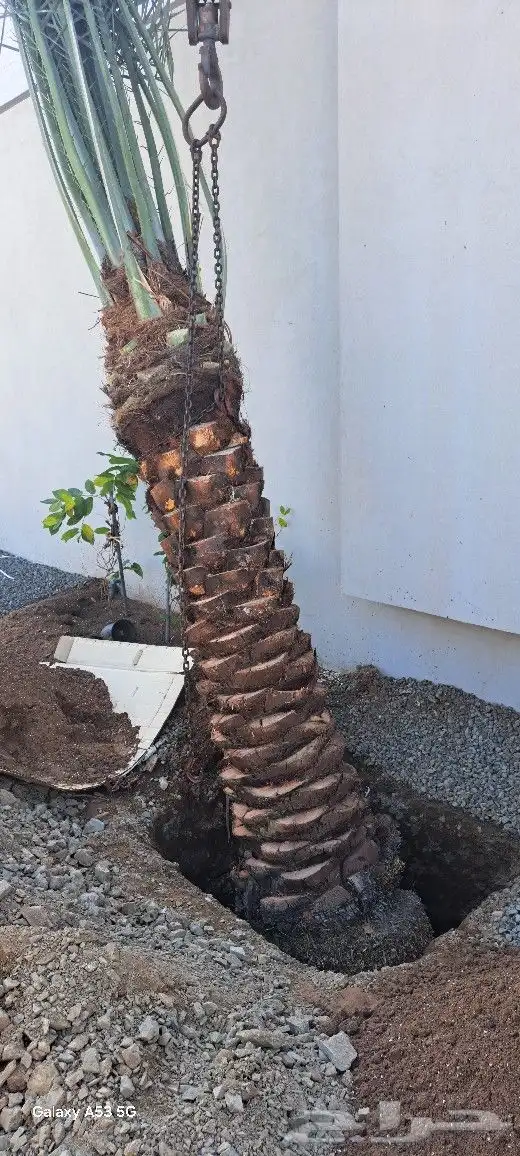 نخل للبيع جده مكه المكرمه الطايف 7