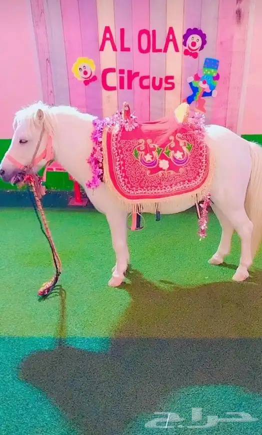 إيجار خيول وجمال وسياسي 0