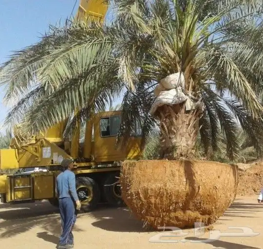 نخل للبيع مكه المكرمه جده 0