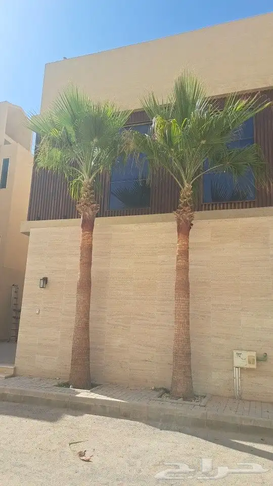 نخل واشنطن للبيع 2