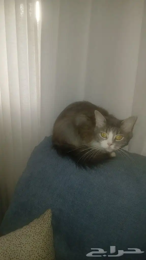 نظارات شمسية ذكية ممتازة مريحة   قطط للتبني 11