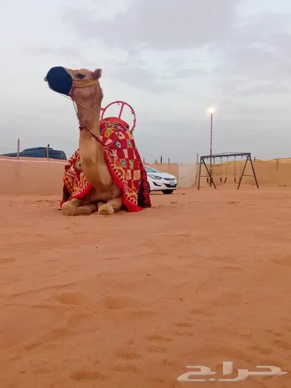 إيجار خيول وجمال وسياسي 10