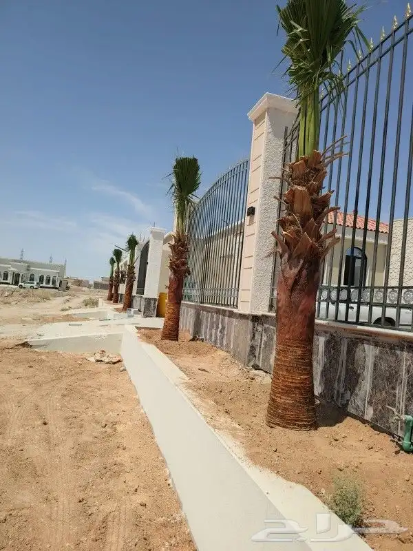 نخل للبيع مكه المكرمه جده 9