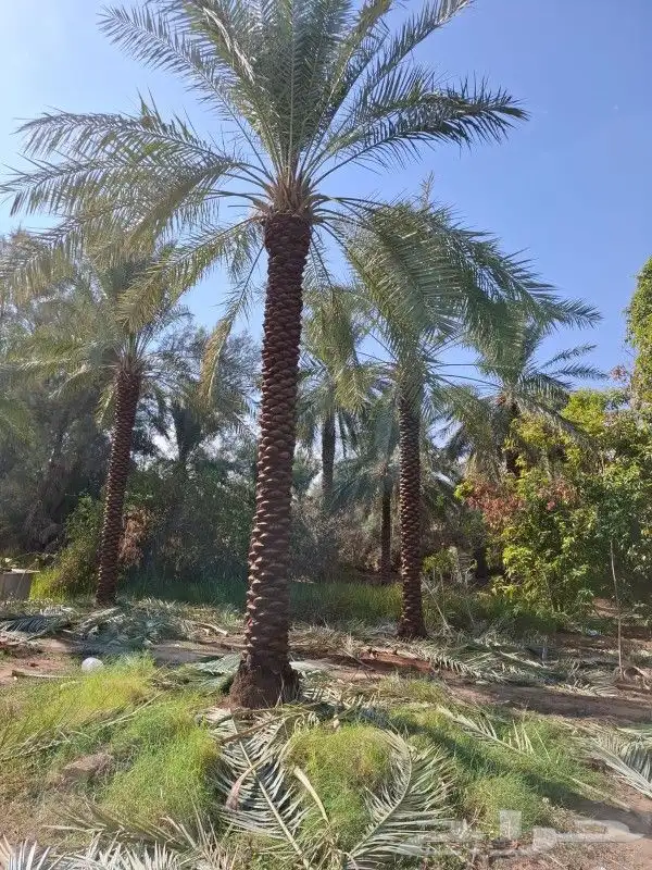 نخيل واشجار 0