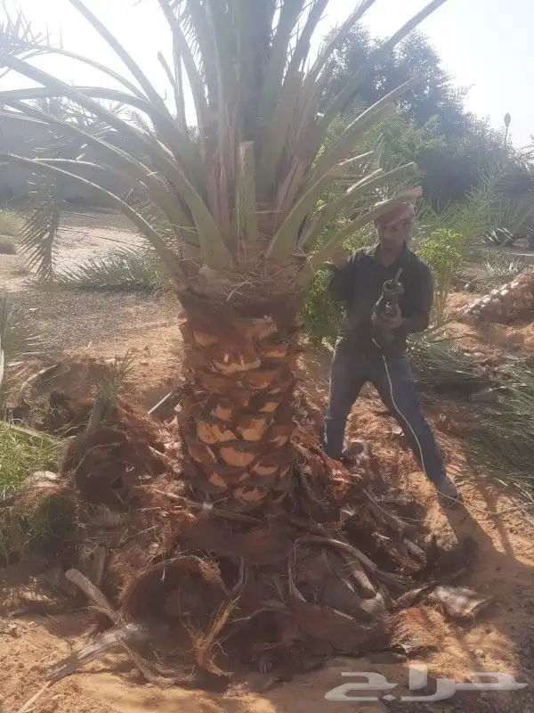 نخل شنطونيا 6