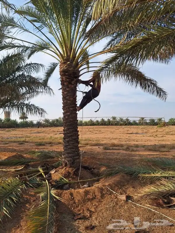 نخل للبيع جده مكه المكرمه الطايف 8