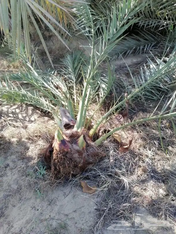 فسائل نخيل 0