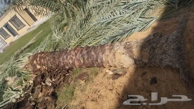 نخل للبيع مكه المكرمه جده 1