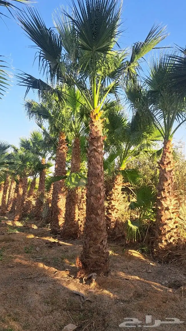 نخل واشنطن للبيع 7