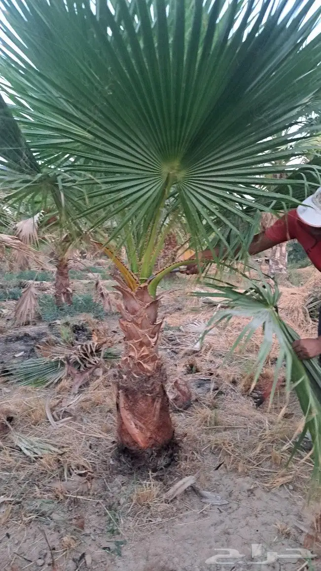 نخل واشنطن للبيع 9