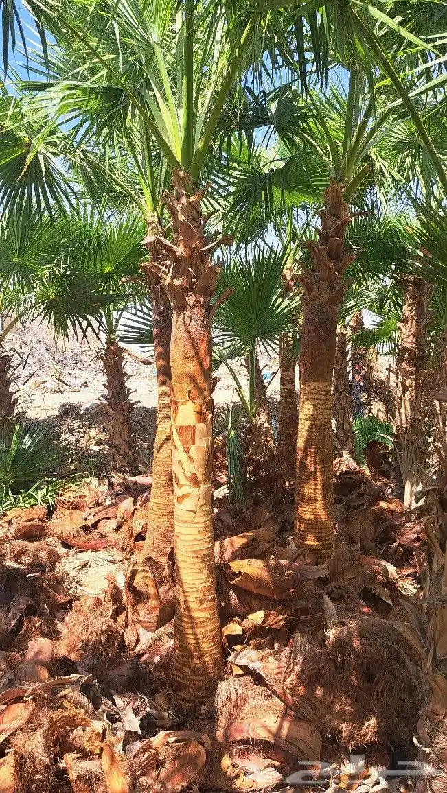 نخل واشنطن للبيع 8
