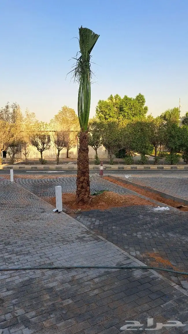 نخل واشنطن للبيع 6