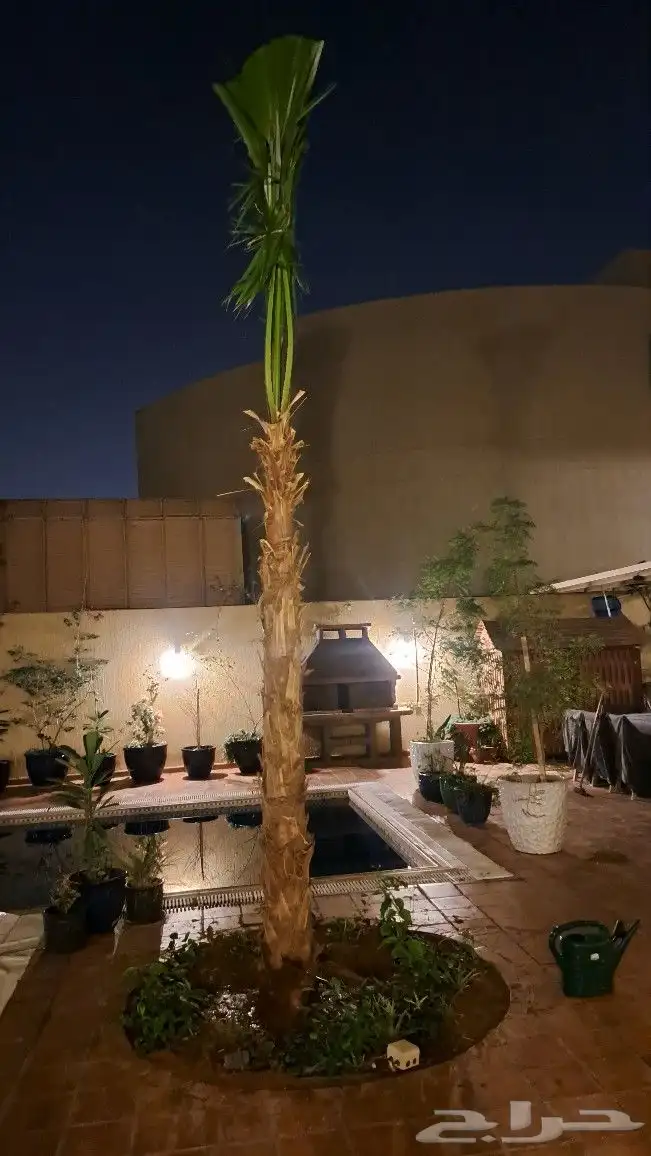 نخل واشنطن للبيع 5