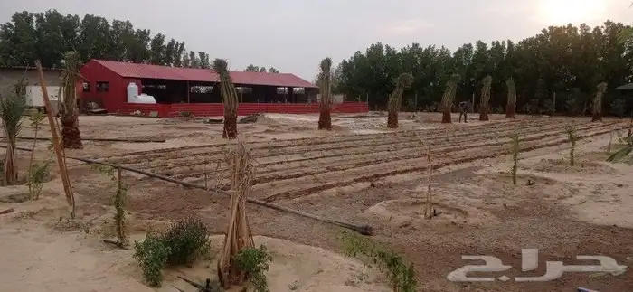 نخل إخلاص طيب 4