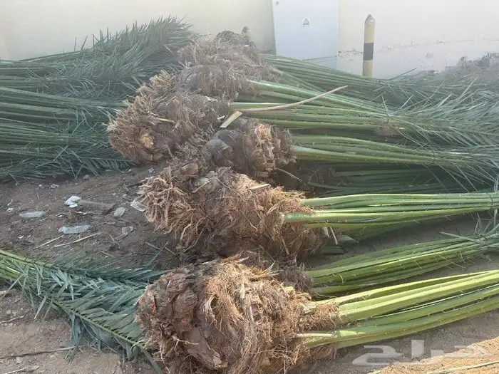 يوجد لدينا جميع انواع النخيل وجميع المقسات جده مكه 3