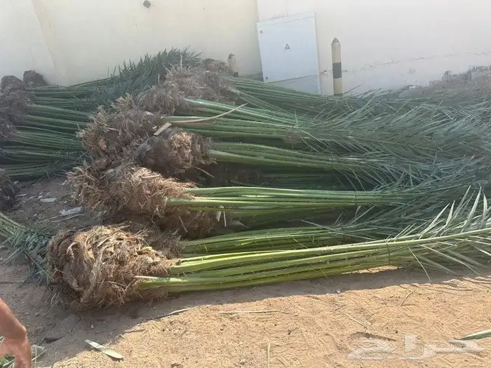 يوجد لدينا جميع انواع النخيل وجميع المقسات جده مكه 4