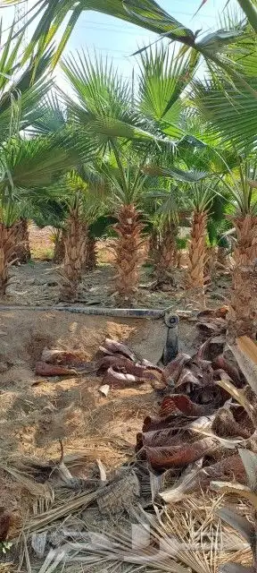 يوجد لدينا نخيل واشنطن أمريكي لتواصل 5