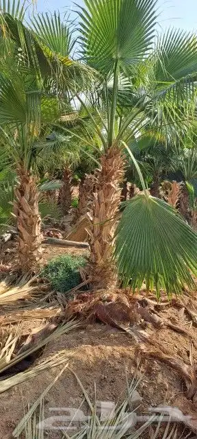 يوجد لدينا نخيل واشنطن أمريكي لتواصل 4