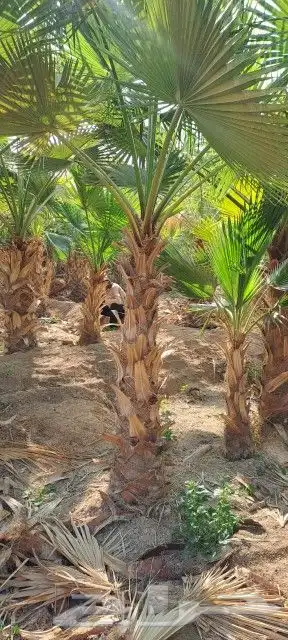 يوجد لدينا نخيل واشنطن أمريكي لتواصل 6