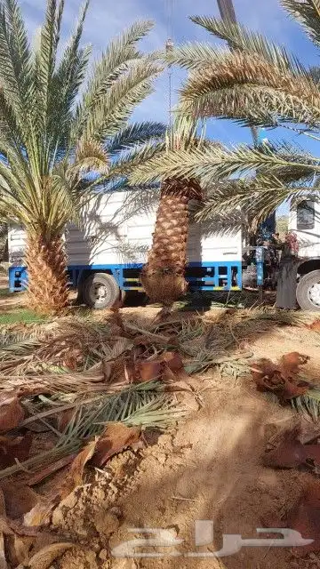 نخل للبيع جثايث للبيع 4