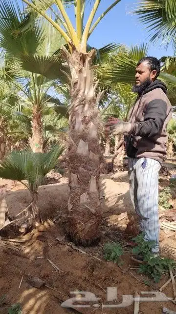 يوجد لدينا نخيل واشنطن أمريكي لتواصل 1