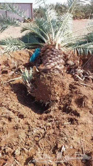 نخل للبيع جثايث للبيع 3