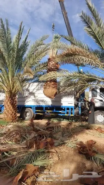 نخل للبيع جثايث للبيع 5
