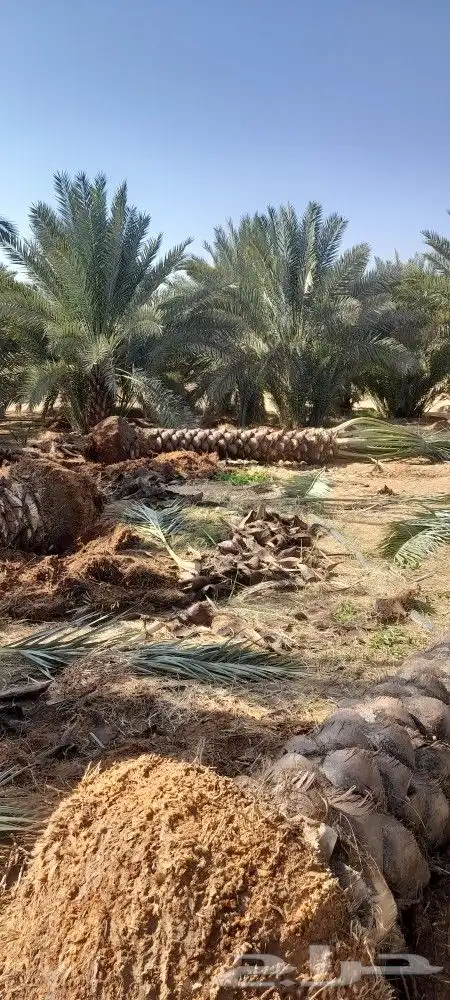 نخل للبيع مع التوصيل تكريب هلال 2