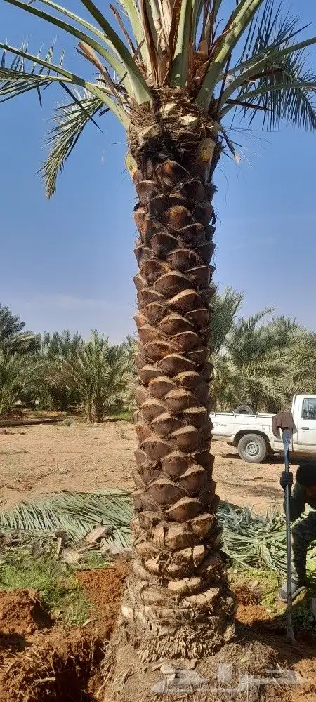 نخل للبيع مع التوصيل تكريب هلال 3