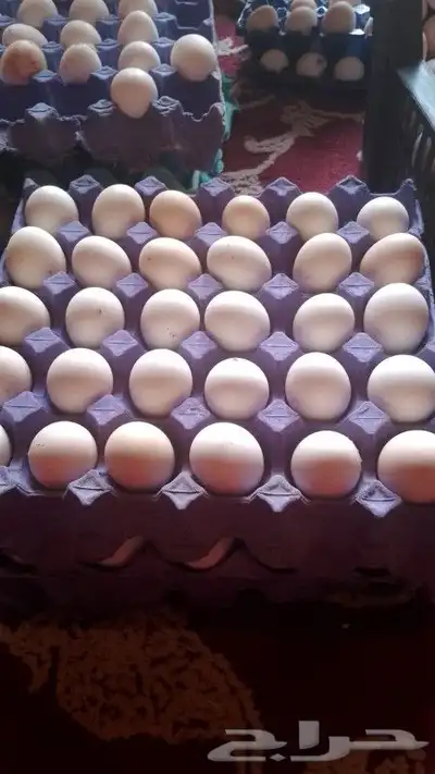 بيض بلدي للبيع 2