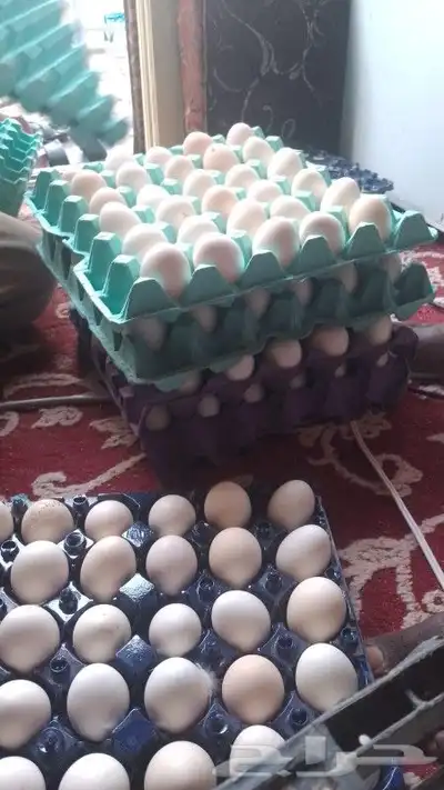 بيض بلدي للبيع 0