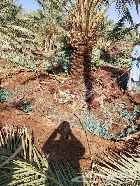 نخل للبيع جثايث للبيع 2