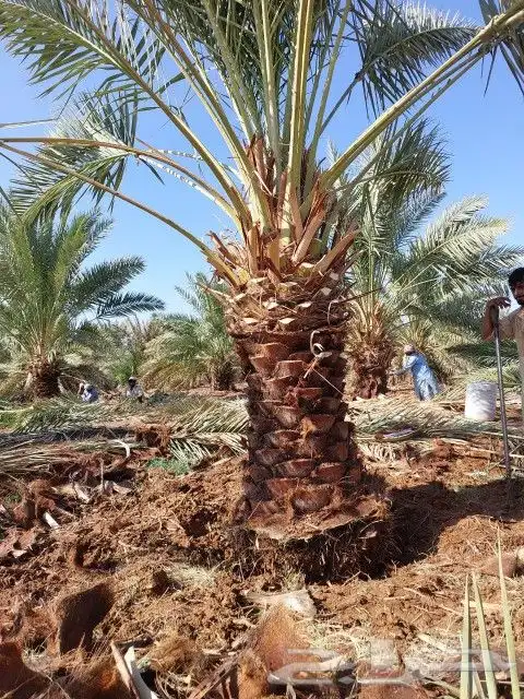 نخل للبيع جثايث للبيع 1