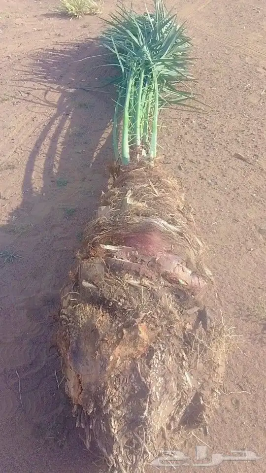 فسائل متوفر عدد 1500 فسيله احجام طيبه ونوائع طيبه 1