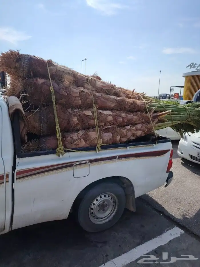 نخل للبيع 1