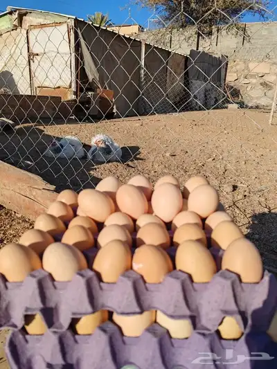 بيض براهما كولبي 6
