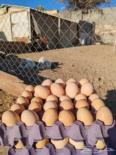 بيض براهما كولبي 5