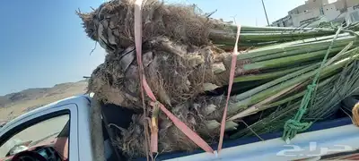يوجد لدينا جميع انواع انخيل المثمره اتواصل جوال 2