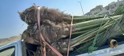 يوجد لدينا جميع انواع انخيل المثمره اتواصل جوال 3