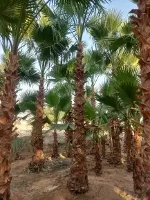 نخل عربي وشنطوني 5