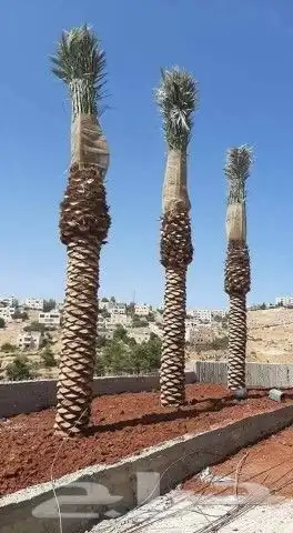 نخل عربي وشنطوني 0