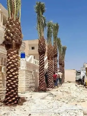 نخل عربي وشنطوني 1