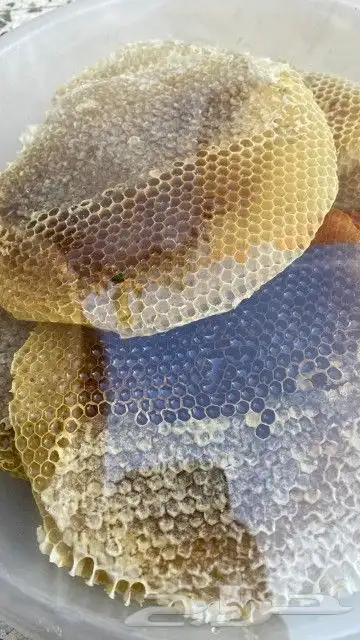 جده حي الفضل 20