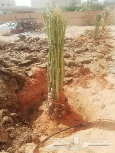 لجميع أعمال النخيل والواشنطني 8