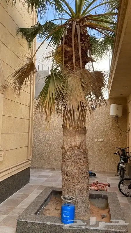 لجميع أعمال النخيل والواشنطني 0