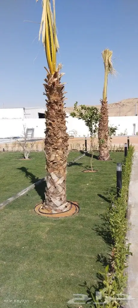 نخل عربي وشنطوني 4
