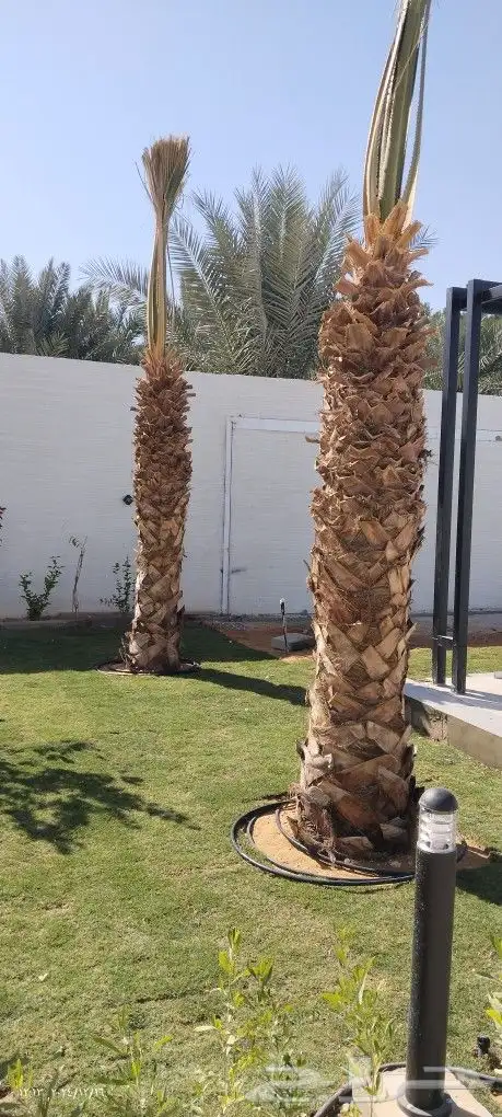 نخل عربي وشنطوني 3