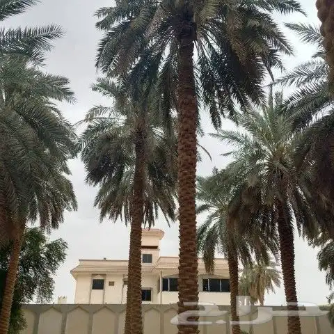لجميع أعمال النخيل والواشنطني 2